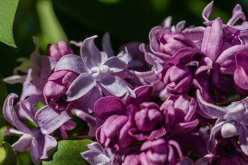 Macro of a blossoming lilac