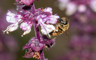 Bee on a purple flower.