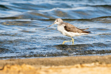 Greenshank (tringa nebularia) in Albufera of Valencia natural park.