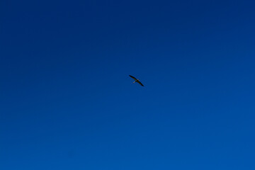 Stork soaring in the blue sky with white clouds