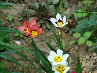Obraz premium spring flowers in the garden