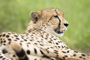 Kruger National Park: Cheetah lying in the road