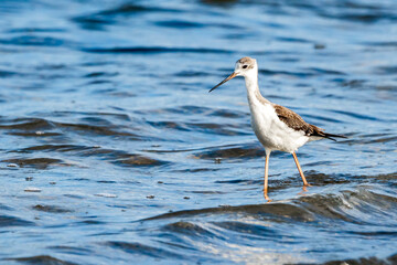 Young black-winged stilt (himantopus himantopus) in Albufera of Valencia natural park.