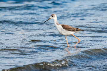 Young black-winged stilt (himantopus himantopus) in Albufera of Valencia natural park.