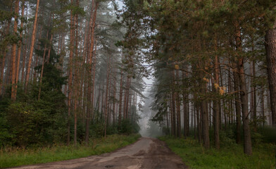 road in a pine forest, fog, tall trees, path in the dark, mystical landscape, summer, August, July, green tall trees, nature of Russia, anxiety, serenity, grass
