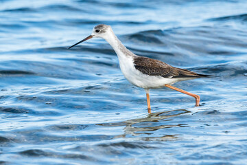 Young black-winged stilt (himantopus himantopus) in Albufera of Valencia natural park.