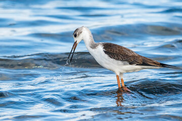 Young black-winged stilt (himantopus himantopus) eating a small fish in Albufera of Valencia natural park.
