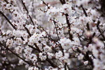 Cherry blossom in full bloom. Bokeh blur in the background.