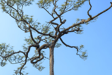 Beautiful pine tree in the national park, Thailand.