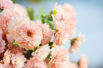 Autumn chrysanthemum flowers grow