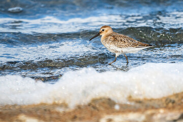 Couple of dunlin (calidris alpina) in Albufera of Valencia natural park.