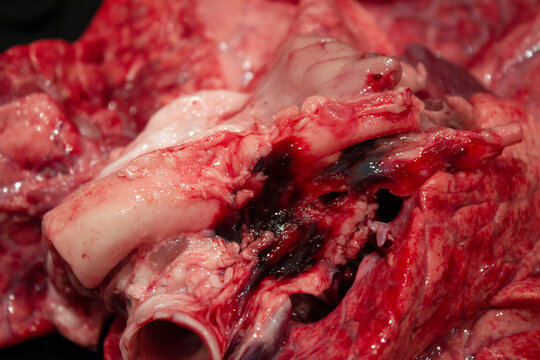 A Close Up of Lungs, Heart and Windpipe Raw Meat of a Sheep