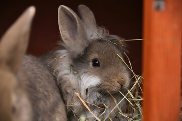 Baby rabbit covered in hay while it eats 