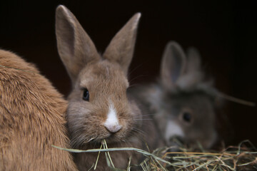 Baby rabbits together eating hay  © Jared