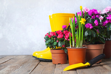 Flower potting and landscaping background with flowers and garden tools. Background with copy space.