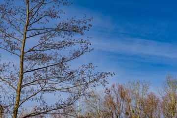 Trunk and branches of an alder tree on a background of blue sky. Early spring in the village.