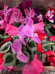pink and purple Cyclamen perennials plants