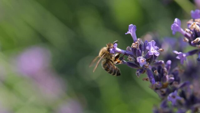 Lavender flowers pollinated by honey bees