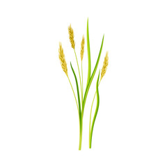 Grain Crop or Cereal Specie and Cultivated Grass on Stalk with Inflorescences Vector Illustration
