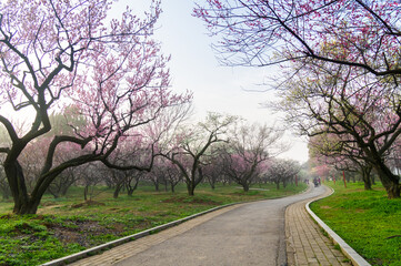 Obraz premium Spring plum blossoms and park scenery in East Lake Plum Garden in Wuhan, Hubei
