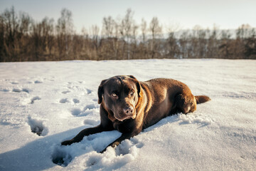 A dog lying on top of a snow covered field a Labrador