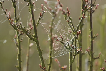 Spinnennetz in Johannisbeeren