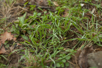 dew drops on the green grass