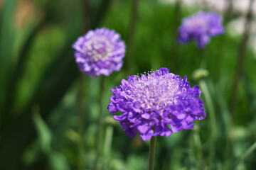 Beautiful violet flowers in Ashikaga Flower Park, Tochigi, Japan.