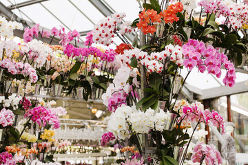 beautiful orchid