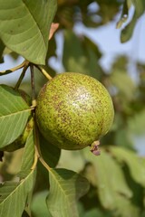 green guava in fruit garden
