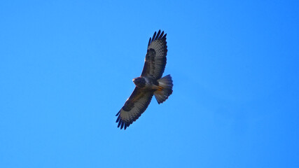 Biberach, Deutschland: Ein Mäusebussard im Flug