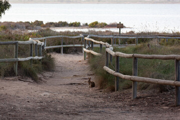 The wild hare sits on a footpath to the salty lake of Torrevieja, Spain