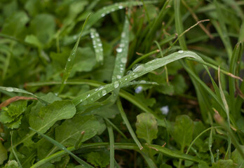 dew drops on the green grass