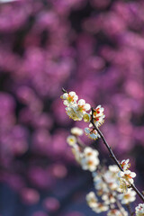 Spring plum blossoms and park scenery in East Lake Plum Garden in Wuhan, Hubei