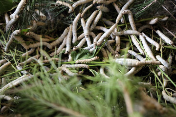 The silkworm is the larva or caterpillar of the domestic. It is an economically important insect, being a primary producer of silk.
