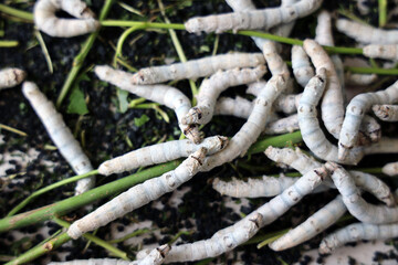 The silkworm is the larva or caterpillar of the domestic. It is an economically important insect, being a primary producer of silk.