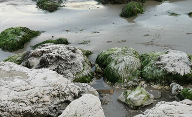 Scogli sulla spiaggia bagnati dal mare e coperti di alghe