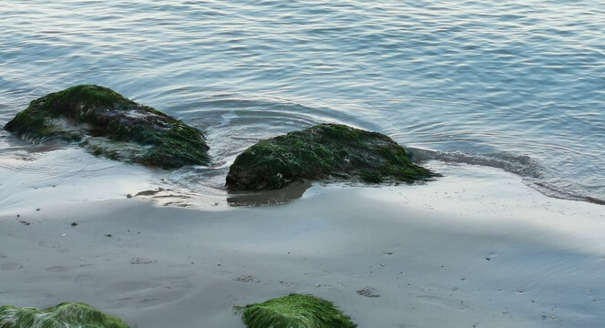 Scogli sulla spiaggia bagnati dal mare e coperti di alghe