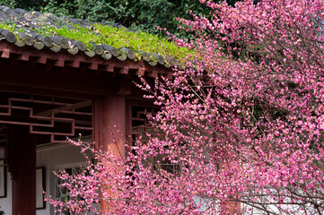 Spring plum blossoms and park scenery in East Lake Plum Garden in Wuhan, Hubei