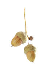 Oak twig with acorns on white background