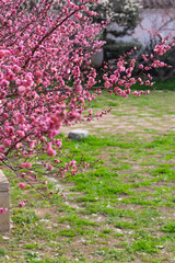 Spring plum blossoms and park scenery in East Lake Plum Garden in Wuhan, Hubei