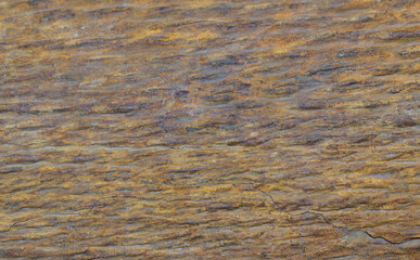 Surface of the carbon era deposits. Fragment of the trunk of a tree plant - Lepidophyte.