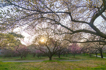 Spring plum blossoms and park scenery in East Lake Plum Garden in Wuhan, Hubei