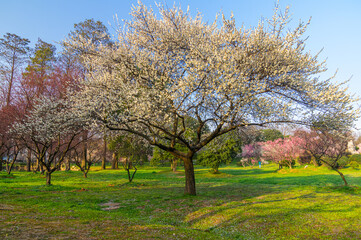 Obraz premium Spring plum blossoms and park scenery in East Lake Plum Garden in Wuhan, Hubei