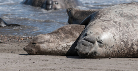 Elephant seal couple mating, Peninsula Valdes, Patagonia, Argentina