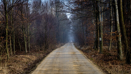 ścieżka w lesie zimą w mglisty poranek na Śląsku w Polsce