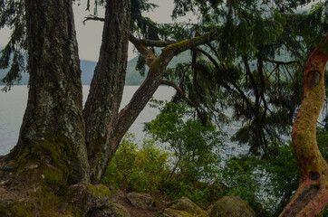 Trees in front of a lake