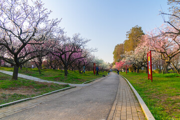 Spring plum blossoms and park scenery in East Lake Plum Garden in Wuhan, Hubei