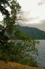 Bushes in front of a lake in the mountains