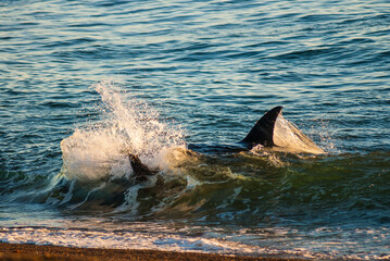 Orca hunting sea lions, Patagonia Argentina